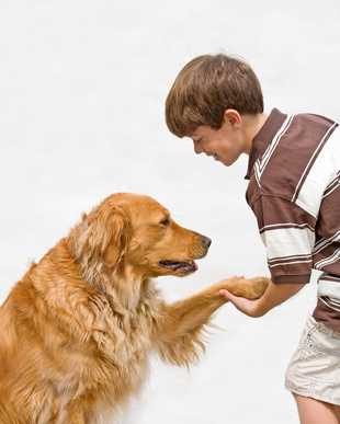 szkolenie psa, wychowanie psa, nauka komend, dogadanie z psem, porozumiewanie z psem